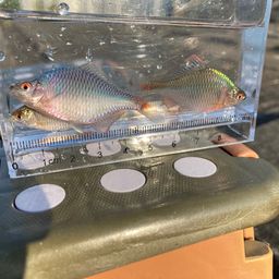 タイリクバラタナゴ