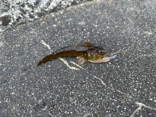 チャリコの釣果