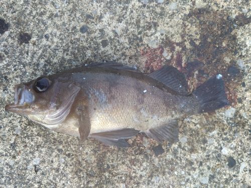 クロメバルの釣果