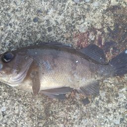 クロメバル