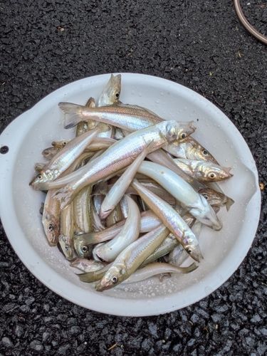 キスの釣果