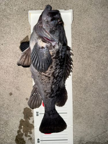 クロソイの釣果