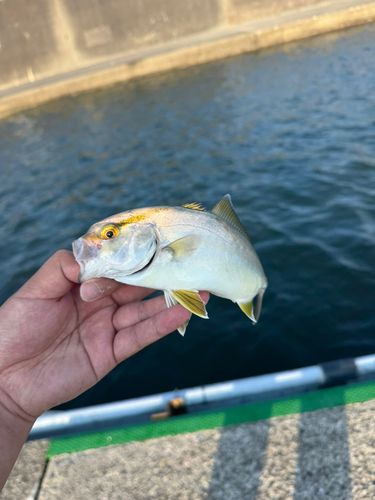 ショゴの釣果
