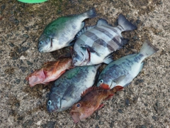 クチブトグレの釣果