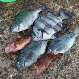 クチブトグレ