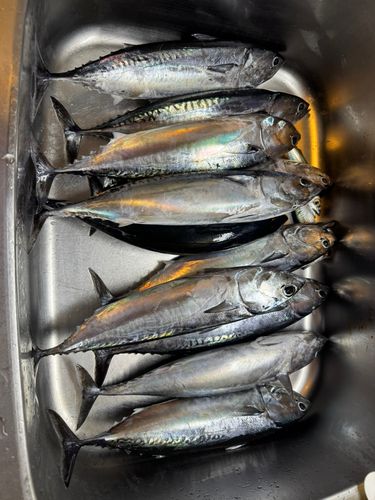 ソウダガツオの釣果