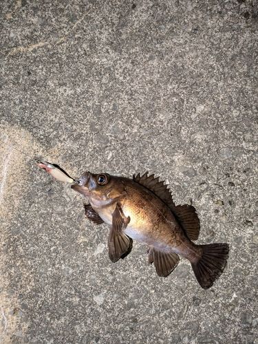 メバルの釣果