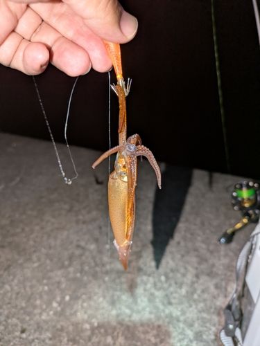 イカの釣果