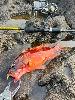 アカハタの釣果