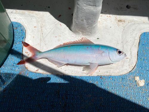 グルクンの釣果