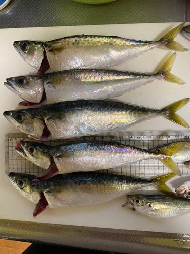 サバの釣果