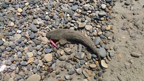 マゴチの釣果