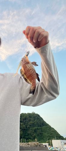 オオモンハタの釣果