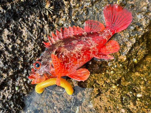 カサゴの釣果