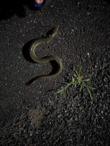 ウナギの釣果