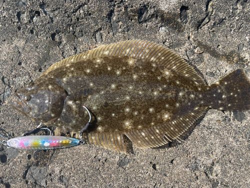 ヒラメの釣果