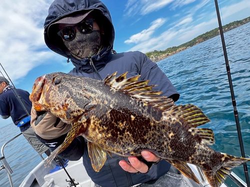 タケノコメバルの釣果