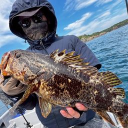 タケノコメバル