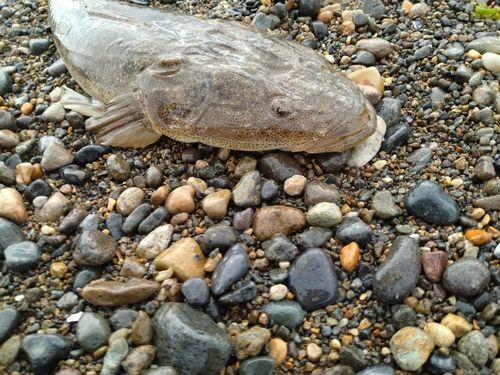 マゴチの釣果