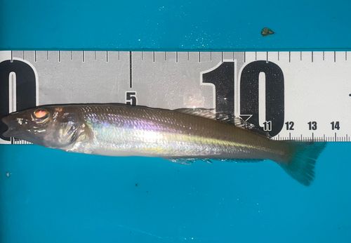 シロギスの釣果