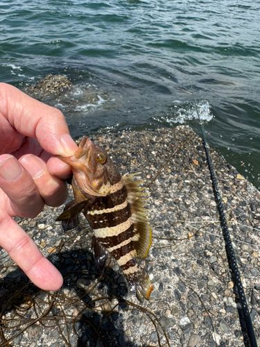 アオハタの釣果