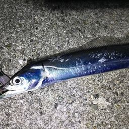 タチウオ