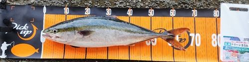 ワラサの釣果