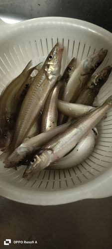 キスの釣果