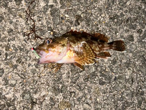 カサゴの釣果