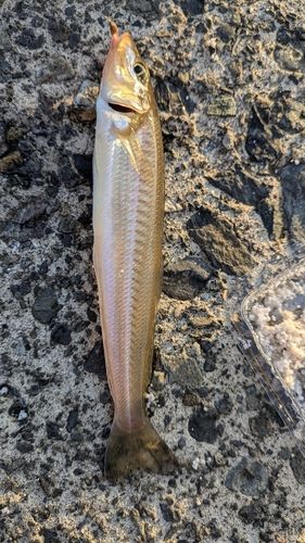 シロギスの釣果