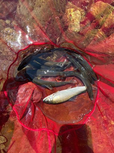 アユの釣果