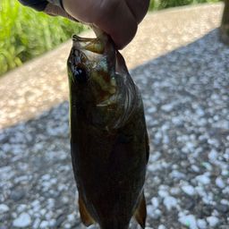 スモールマウスバス