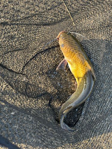 ナマズの釣果