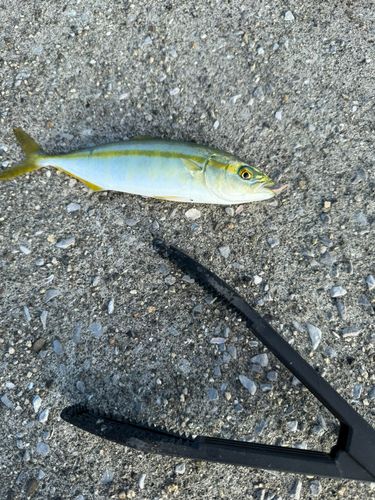 釣果