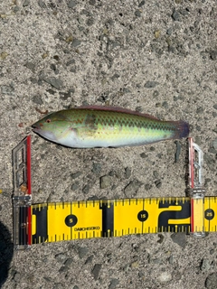 キュウセンの釣果