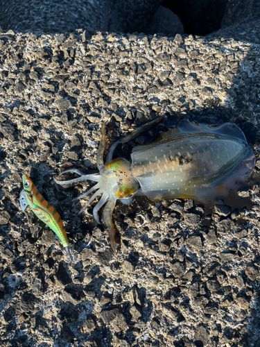 アオリイカの釣果