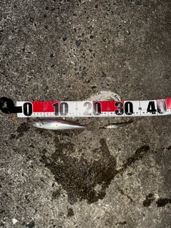 シロギスの釣果