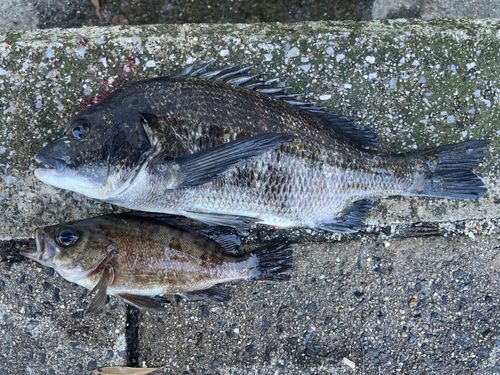 チヌの釣果