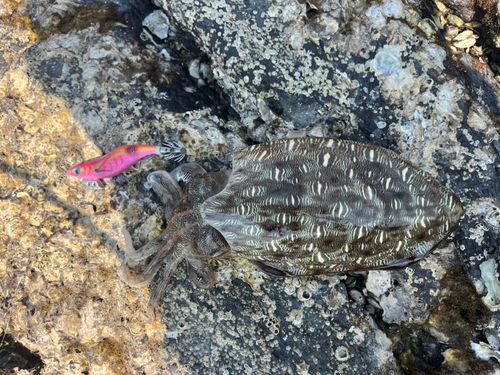 コウイカの釣果