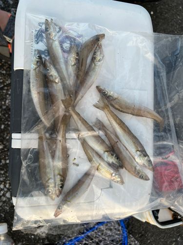 シロギスの釣果