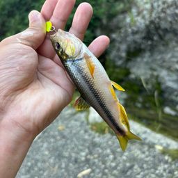 カワムツ