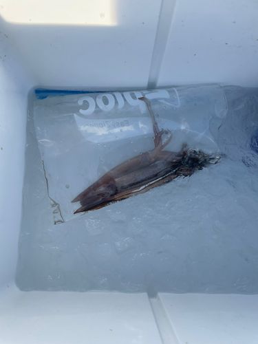 ムギイカの釣果