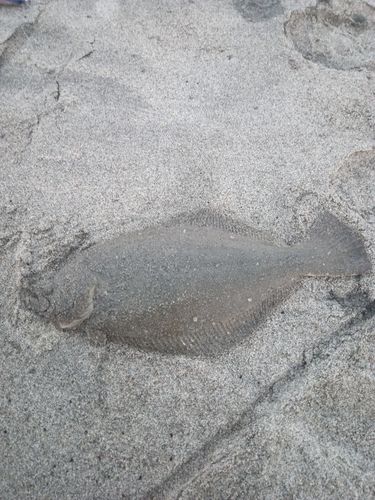 ソゲの釣果
