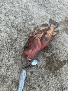 キジハタの釣果
