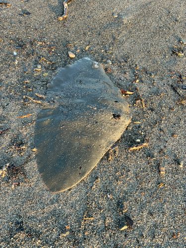 ツバクロエイの釣果