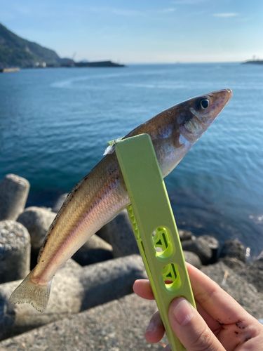キスの釣果