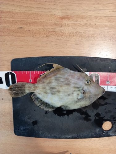 カワハギの釣果