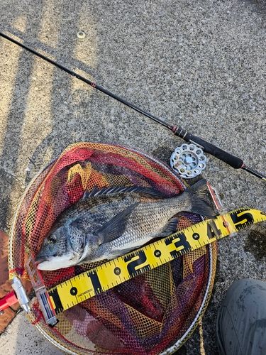 クロダイの釣果