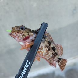 カサゴ