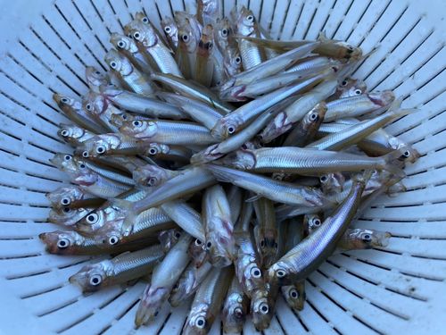 ワカサギの釣果